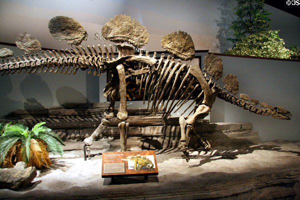 Hesperisaurus of Middle Jurassic (180 million years ago) era found in Wyoming at Museum of Ancient Life. Lehi, UT.
