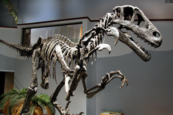 Utahraptor of Early Cretaceous (125 million years ago) era found in Utah at Museum of Ancient Life. Lehi, UT.