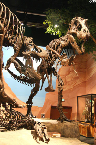 Tyrannosaurus rex of Late Cretaceous (65 million years ago) era found in Montana at Museum of Ancient Life. Lehi, UT.