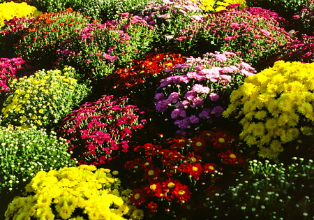 Flowers in Alexandria City Hall Plaza. Alexandria, VA.
