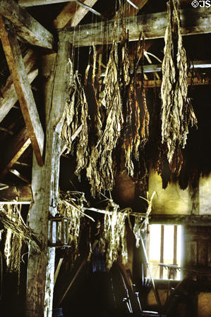 Drying tobacco on rafters of building in replica of Jamestown Settlement. VA.