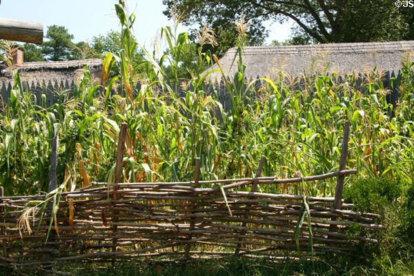 Native corn & fence outside James Fort stockade of Jamestown Settlement replica. Jamestown, VA.