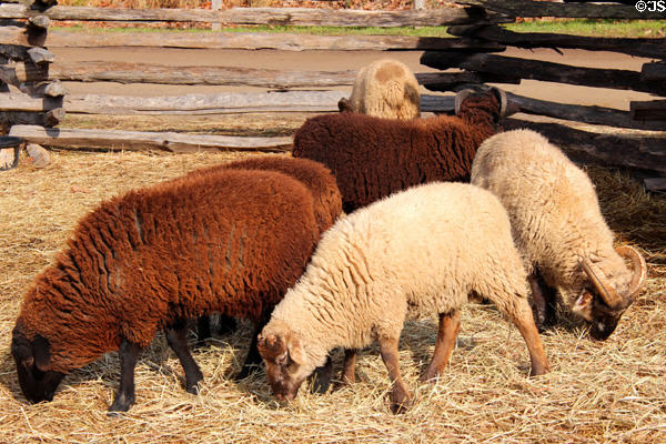 Sheep at Mt Vernon. Washington, VA.