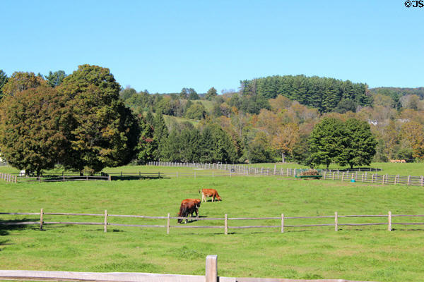 Cattle fields at Billings Farm & Museum. Woodstock, VT.