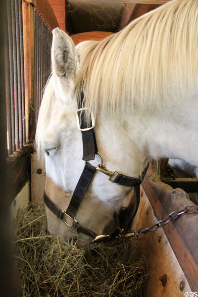 Horse at Billings Farm & Museum. Woodstock, VT.