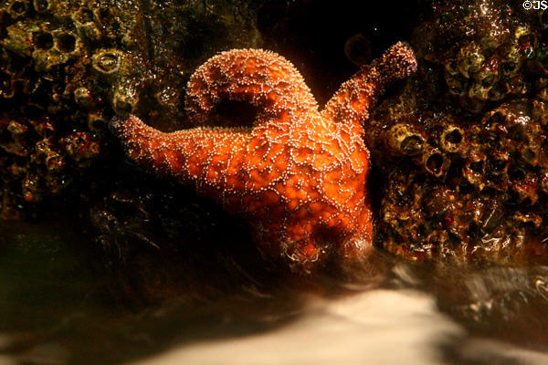 Starfish at Seattle Aquarium. Seattle, WA.