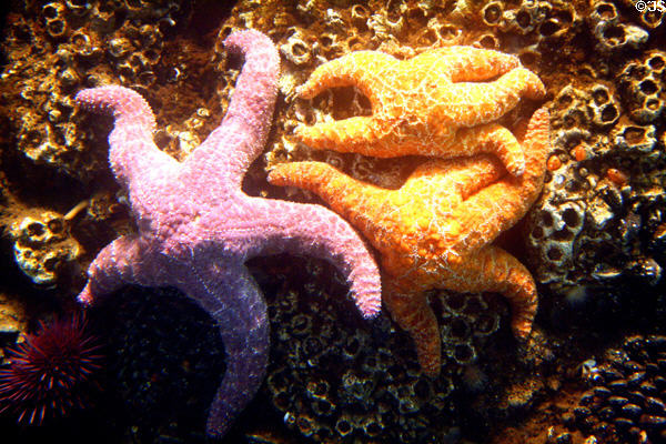 Colored starfish at Seattle Aquarium. Seattle, WA.