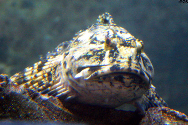 Rockfish at Seattle Aquarium. Seattle, WA.