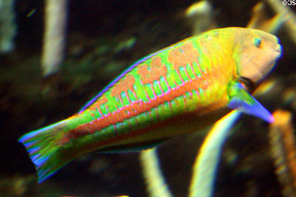 Green, red, yellow & blue fish at Seattle Aquarium. Seattle, WA.