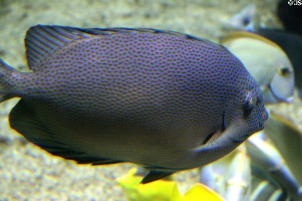 Surgeonfish at Seattle Aquarium. Seattle, WA.