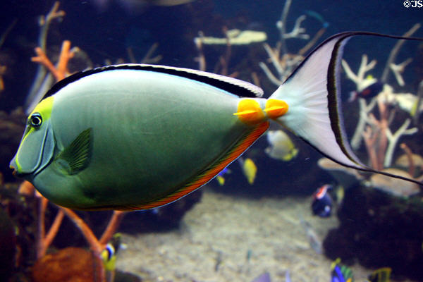 Orangespine Unicornfish at Seattle Aquarium. Seattle, WA.