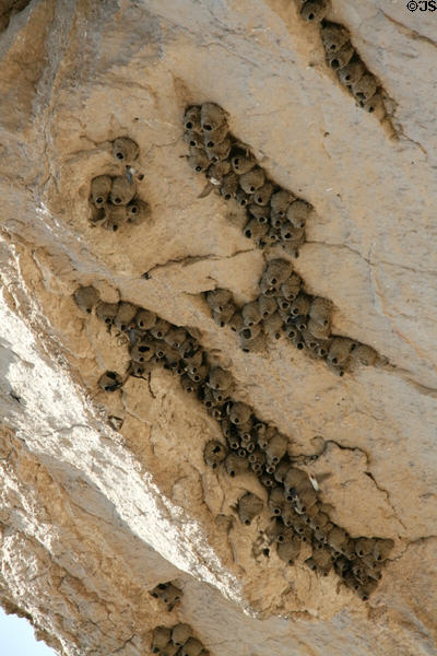 Swift nests on Register Cliff. WY.