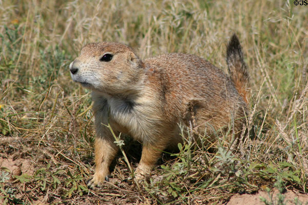 Endangered Blacktail Prairie Dog (<i>Cynomys ludovicianus</i>) at Devils Tower National Monument. WY.