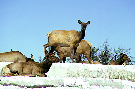 Elk near Minerva Terrace in Yellowstone National Park. WY.