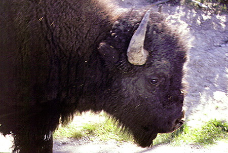 Bison in Yellowstone National Park. WY.