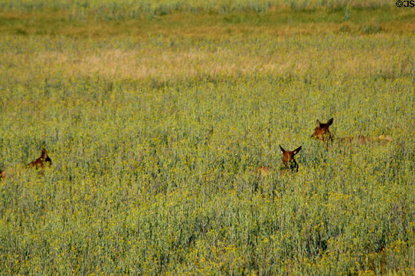 Deer in the grass at Yellowstone National Park. WY.