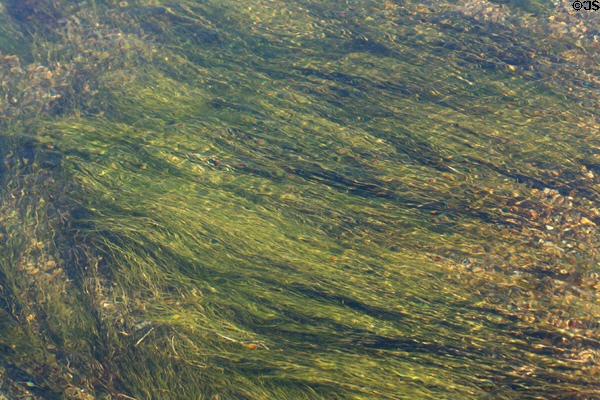 Grass in a stream at Yellowstone National Park. WY.