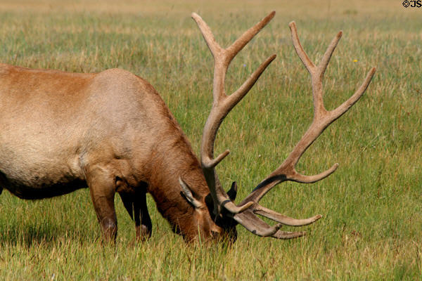Antlers of grazing elk at Yellowstone National Park. WY.