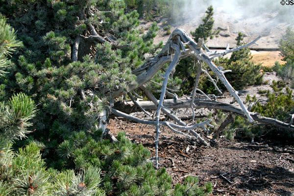 Twisted pine branches at Yellowstone National Park. WY.
