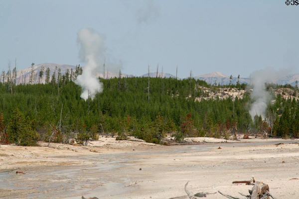 Steam vents between trees in Norris Geyser Basin at Yellowstone National Park. WY.