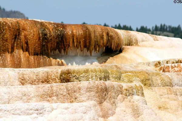 Icicle-type formations made of minerals at Minerva Terrace of Mammoth Hot Springs at Yellowstone National Park. WY.