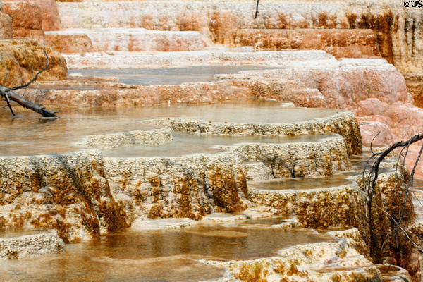 Crystal Minerva Terrace of Mammoth Hot Springs at Yellowstone National Park. WY.