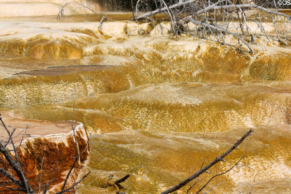 Yellow dome formations at Minerva Terrace of Mammoth Hot Springs in Yellowstone National Park. WY.