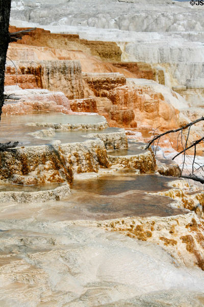 Landscape of Minerva Terrace at Mammoth Hot Springs in Yellowstone National Park. WY.