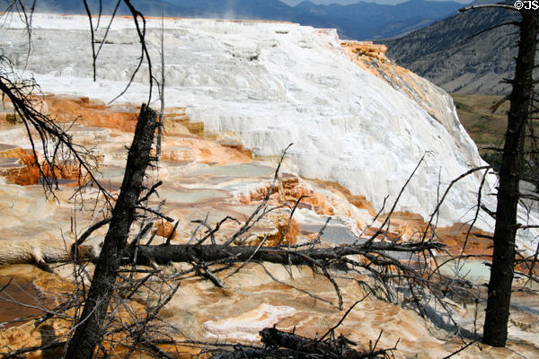 Trees overcome by mineral formations at Minerva Terrace of Mammoth Hot Springs in Yellowstone National Park. WY.
