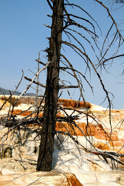Trees encased in mineral formations at Minerva Terrace of Mammoth Hot Springs in Yellowstone National Park. WY.