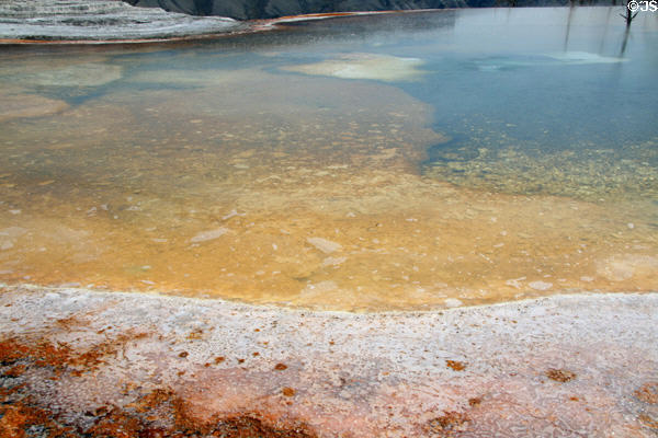 Colored pools around Mammoth Hot Springs in Yellowstone National Park. WY.