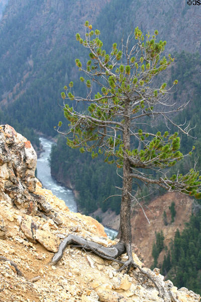 Pine clings to cliff in Grand Canyon of the Yellowstone in Yellowstone National Park. WY.