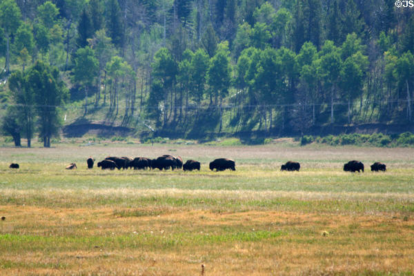 Buffalo herd in Grand Teton National Park. WY.