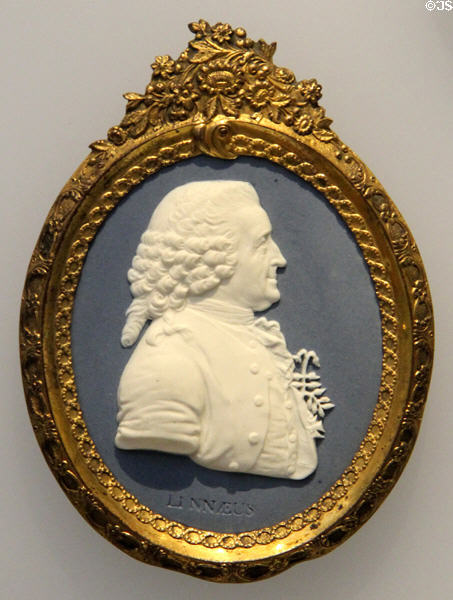 Carl Linnaeus portrait medallion of Wedgwood blue jasper (c1777) at Lady Lever Art Gallery. Liverpool, England.