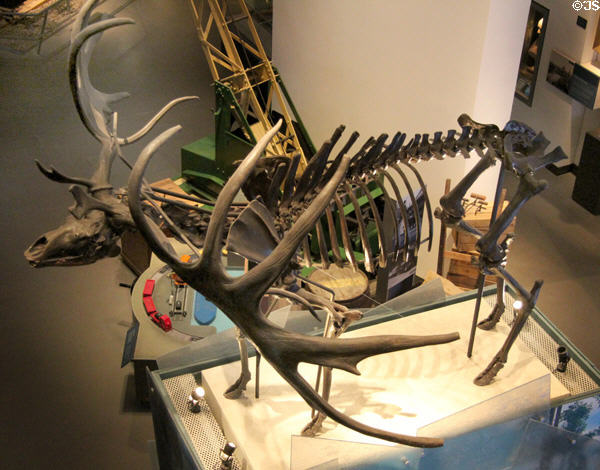 Irish elk skeleton at Museum of Liverpool. Liverpool, England.