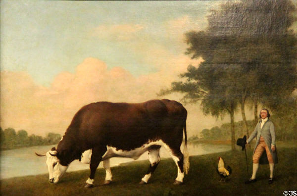 Lincolnshire Ox painting (1790) by George Stubbs at Walker Art Gallery. Liverpool, England.