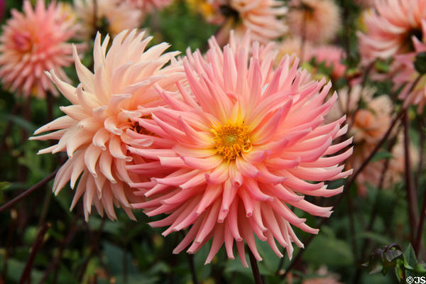 Dahlia in St Fagans Castle gardens. Cardiff, Wales.