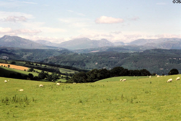 Sheep grazing with mountains in the background in Pentrefoelas. Pentrefoelas, Wales.