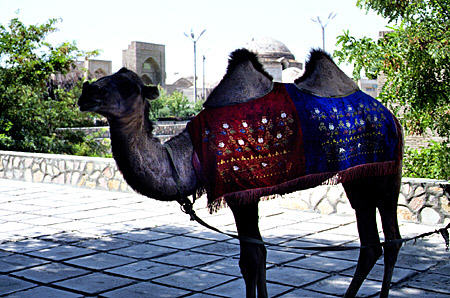 Tourist camel in Bukhara. Uzbekistan.