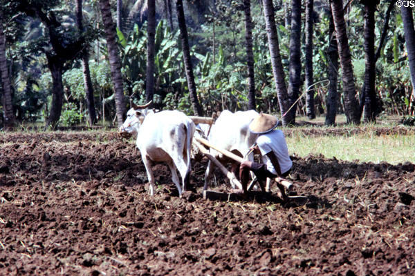 Oxen pulling wooden plow. Jogyakarta, Indonesia.