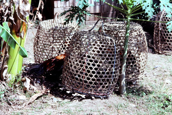 Fowl kept in baskets. Bali, Indonesia.