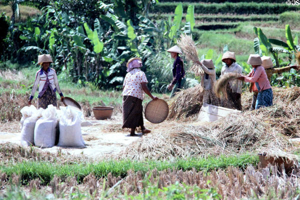 Group of women threshing rice in field. Bali, Indonesia.