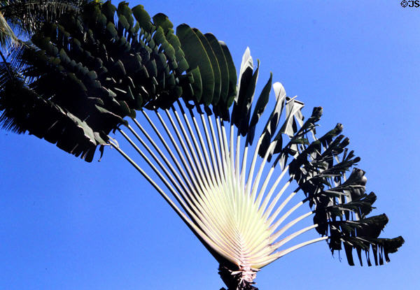 Fan palm with all leaves in one plain. Bali, Indonesia.