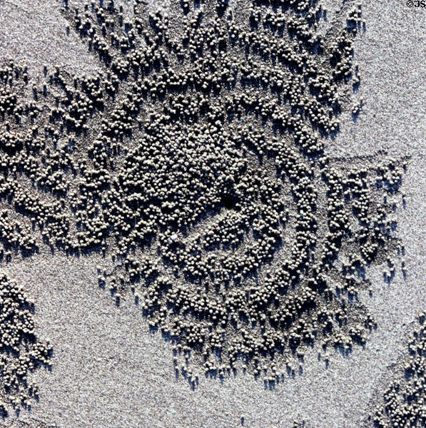 Pattern of sand balls excavated by crabs living in holes at center. Bali, Indonesia.