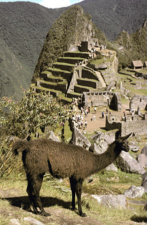 Llama overlooks main temple & observatory hill at Machu Picchu. Peru.