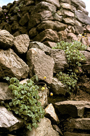 Flowers growing in ancient walls of Piquillacta. Peru.