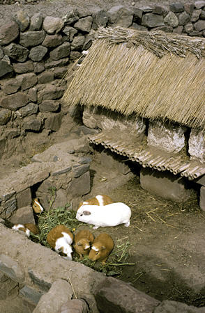 Guinea Pig (gui) (eaten for special occasions) raised in farm compound near Puno. Peru.