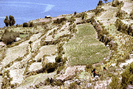 Working the fields of Tequila Island, Lake Titicaca. Peru.