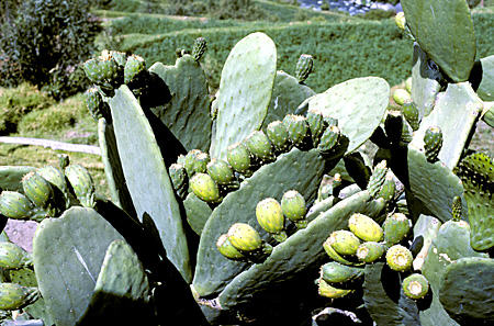 Cactus pears in Arequipa. Peru.