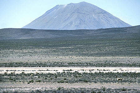 Vicuña roam beneath Misti Volcano at Vicuña National Reserve on Chivay Road. Peru.